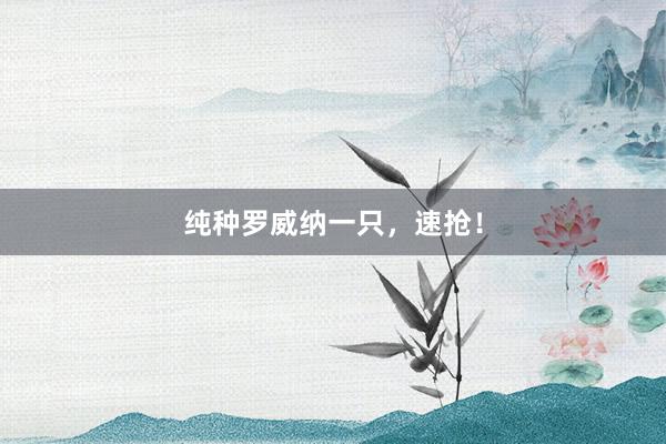 纯种罗威纳一只,速抢!