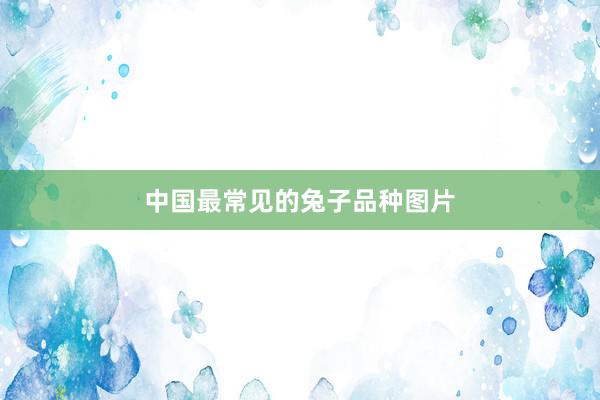 中国最常见的兔子品种图片